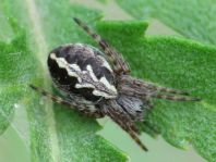 Aculepeira ceropegia, Eichblatt-Radspinne