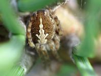 Aculepeira ceropegia, Eichblatt-Radspinne