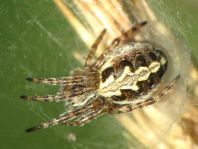 Aculepeira ceropegia, Eichblatt-Radspinne