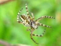 Aculepeira ceropegia, Eichblatt-Radspinne