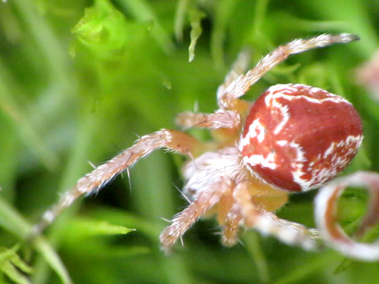 Webspinnen, Araneae