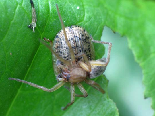 Webspinnen, Araneae