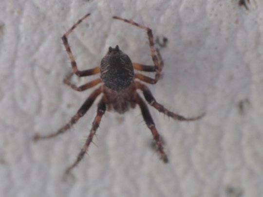 Webspinnen, Araneae