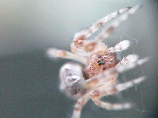 Webspinnen, Araneae