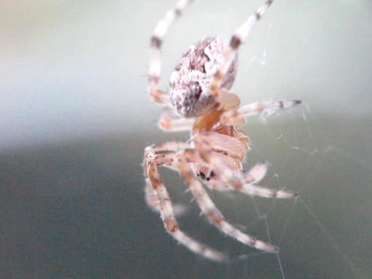 Webspinnen, Araneae