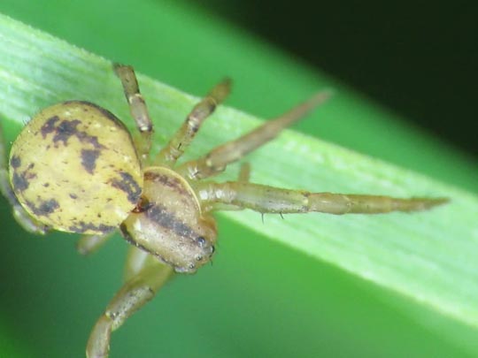 Webspinnen, Araneae