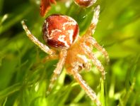 Webspinnen, Araneae