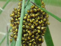 Babys der Gartenkreuzspinne, Araneus diadematus