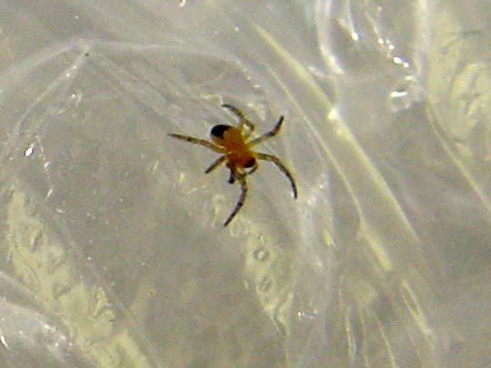 Babys der Gartenkreuzspinne, Araneus diadematus