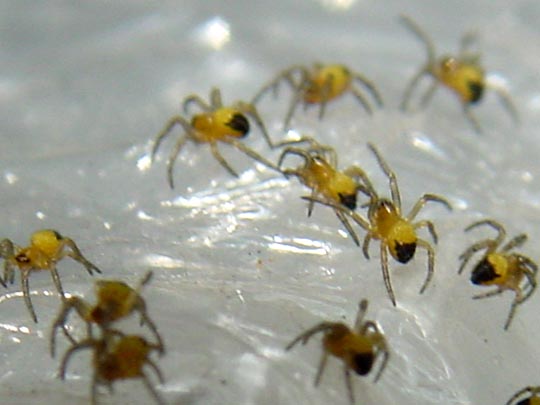 Babys der Gartenkreuzspinne, Araneus diadematus