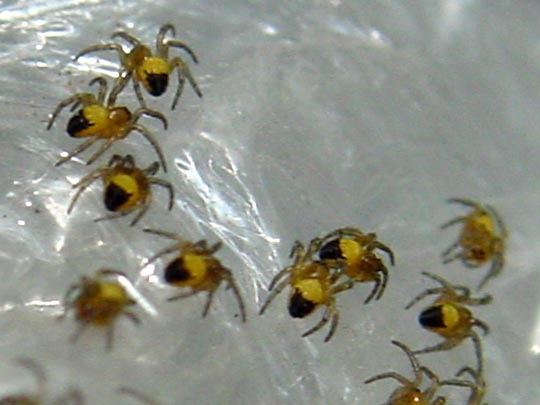 Babys der Gartenkreuzspinne, Araneus diadematus