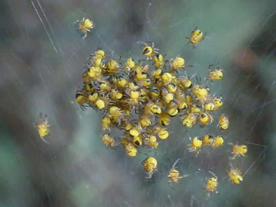 Babys der Gartenkreuzspinne, Araneus diadematus