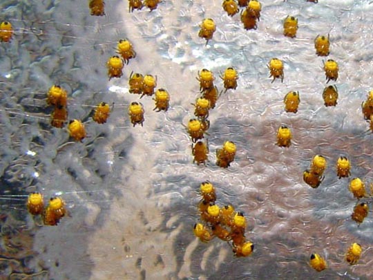 Babys der Gartenkreuzspinne, Araneus diadematus