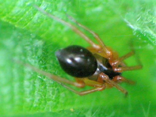 Baldachinspinne, Linyphiidae