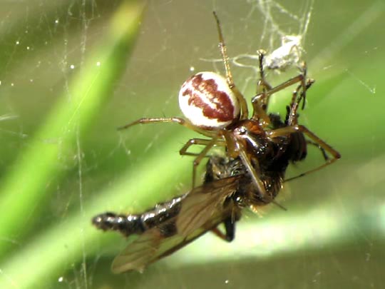 Neriene peltata, Waldbaldachinspinne