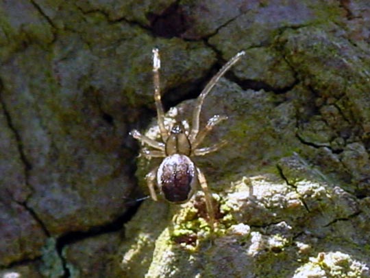 Baldachinspinne, Linyphiidae