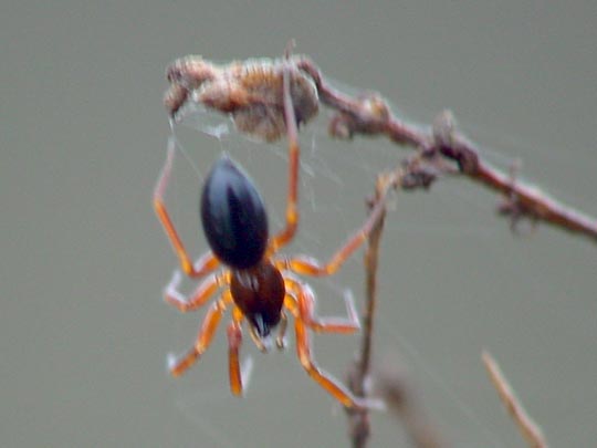 Walckenaeria cf. acuminatas