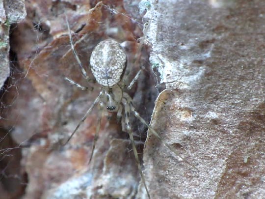 Drapetisca socialis, Graue Waldbaldachinspinne