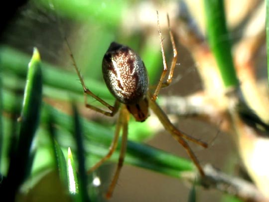 Linyphia triangularis