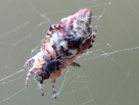 Cyclosa conica, Konusspinne