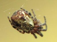 Cyclosa conica, Konusspinne