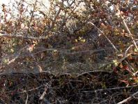Cyrtophora citricola, Opuntienspinne, Netz