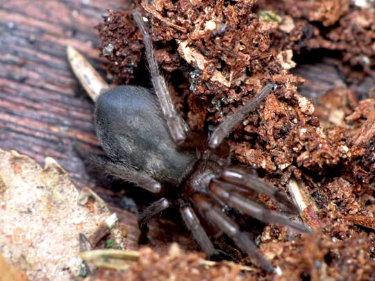 Finsterspinnen, Amaurobiidae