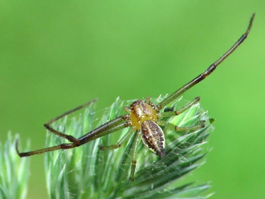 Diaea dorsata