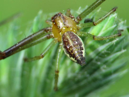 Diaea dorsata