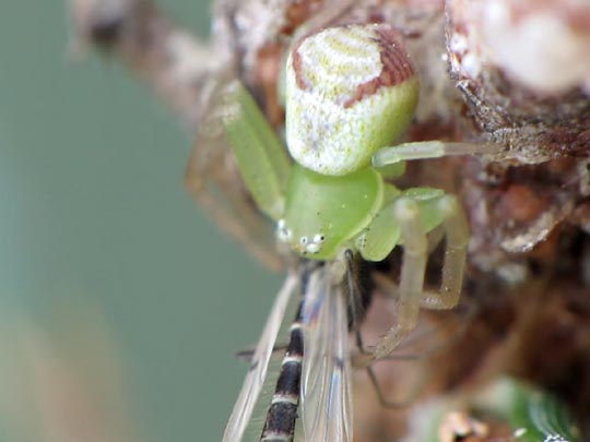 Ebrechtella tricuspidata