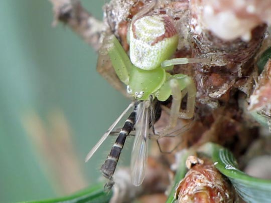 Ebrechtella tricuspidata