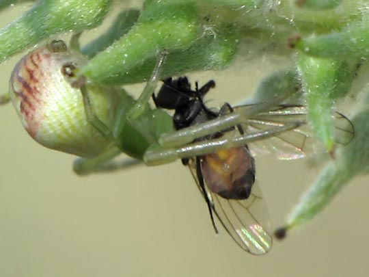 Ebrechtella tricuspidata