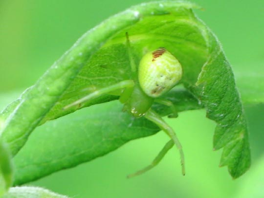 Ebrechtella tricuspidata