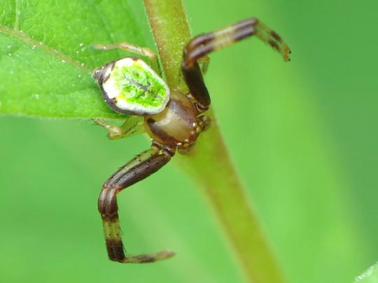 Ebrechtella tricuspidata