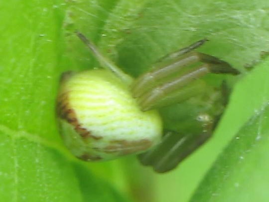 Ebrechtella tricuspidata