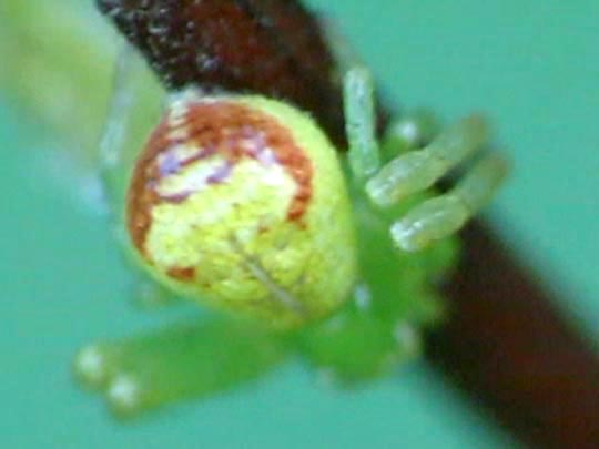 Ebrechtella tricuspidata