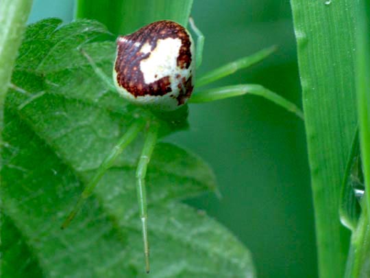 Ebrechtella tricuspidata