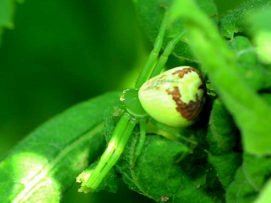 Ebrechtella tricuspidata