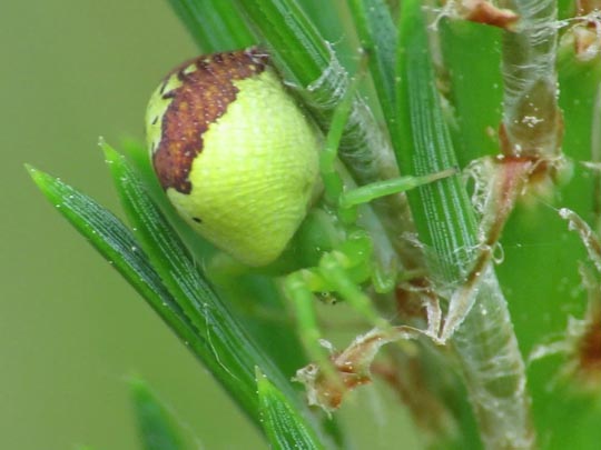 Ebrechtella tricuspidata