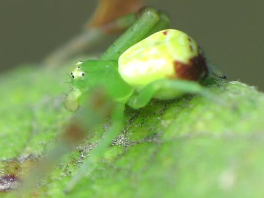 Ebrechtella tricuspidata