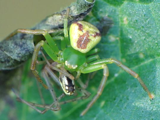 Ebrechtella tricuspidata