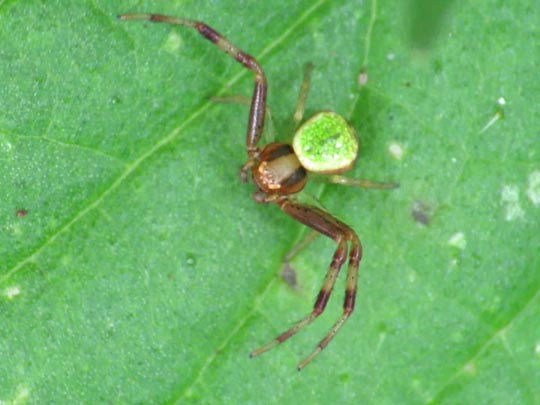 Ebrechtella tricuspidata