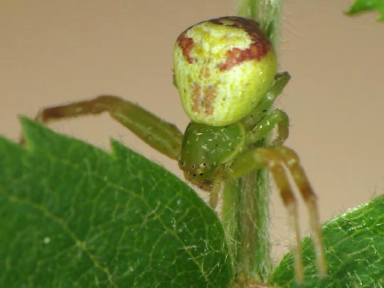 Ebrechtella tricuspidata