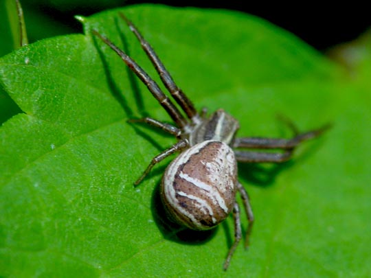 Xysticus cf. ulmi, Sumpfkrabbenspinne