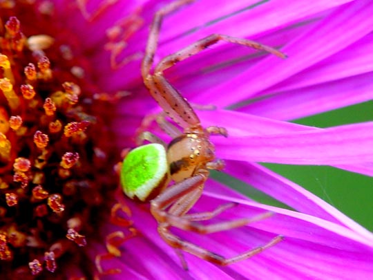 Ebrechtella tricuspidata