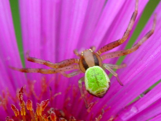 Ebrechtella tricuspidata