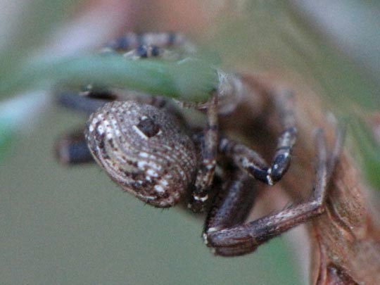 Thomisidae