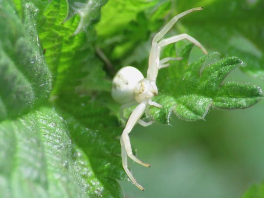 Misumena vatia, Veränderliche Krabbenspinne