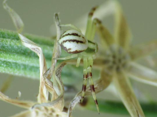 Misumena vatia, Veränderliche Krabbenspinne