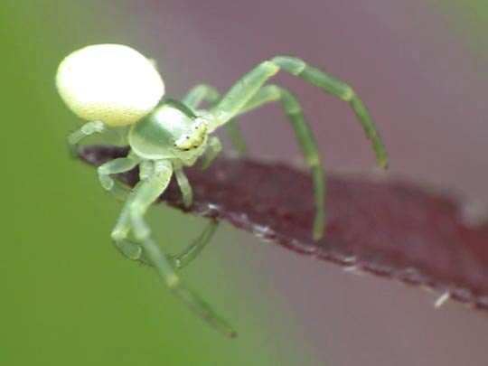 Misumena vatia, Veränderliche Krabbenspinne